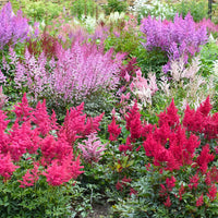 Garten rosa astilbe blume samen