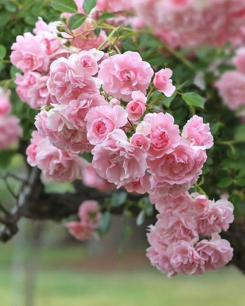 Rosa climbing roses in garten landscape