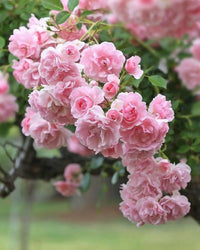 Rosa climbing roses in garten landscape