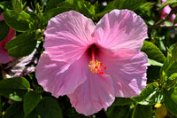 Garten rosa hibiscus blume samen