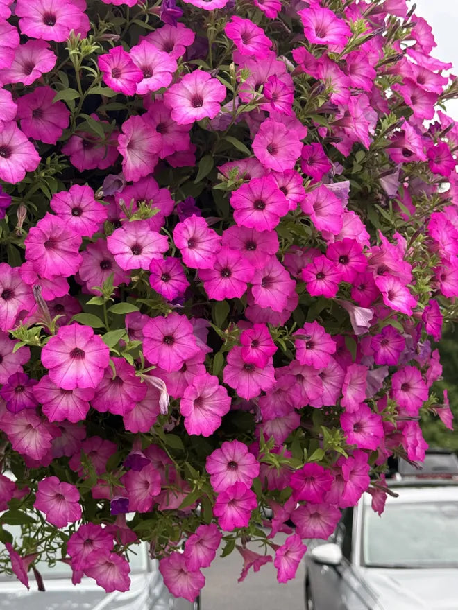 Rosa petunia blumen brightening a garten border