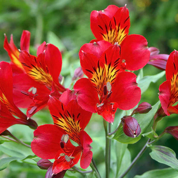 Garten rot alstroemeria blume samen
