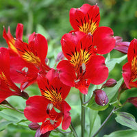 Garten rot alstroemeria blume samen