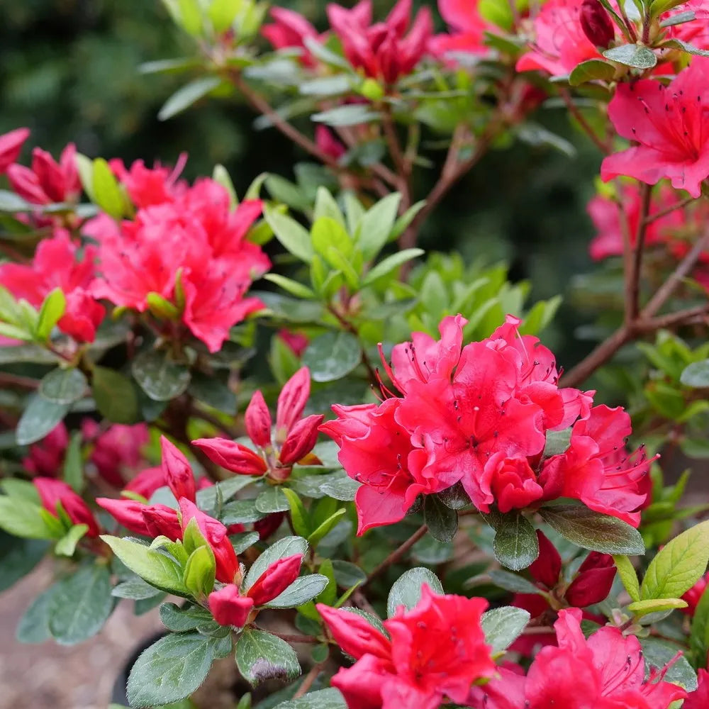 Garten rot azalea blume samen