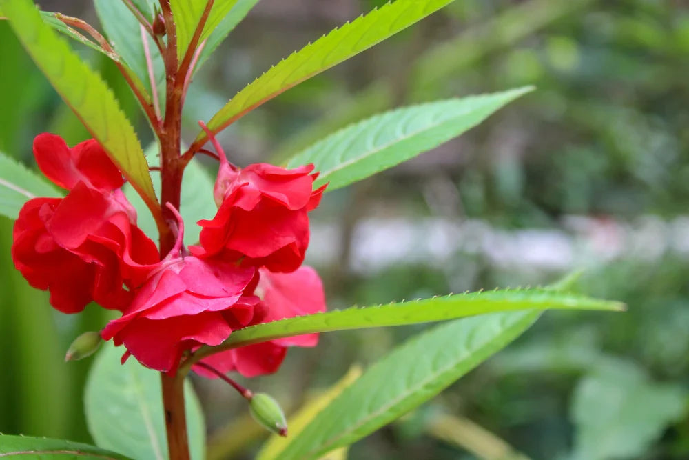 Garten rot balsamine blume samen