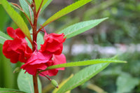 Garten rot balsamine blume samen