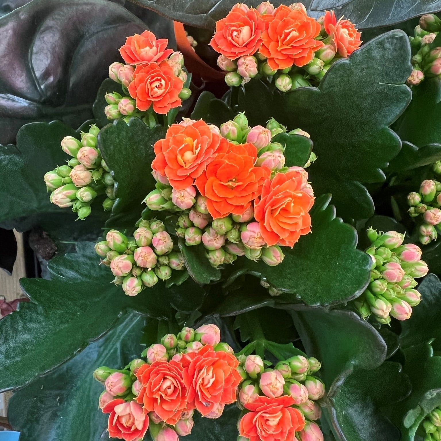 Garten rot kalanchoe blume samen