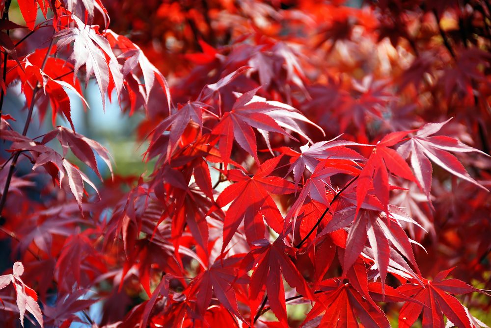 Garten rot maple samen
