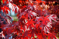 Garten rot maple samen