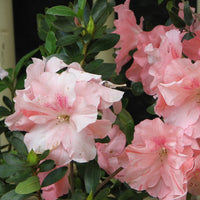 Garten rhododendron mixed blume samen