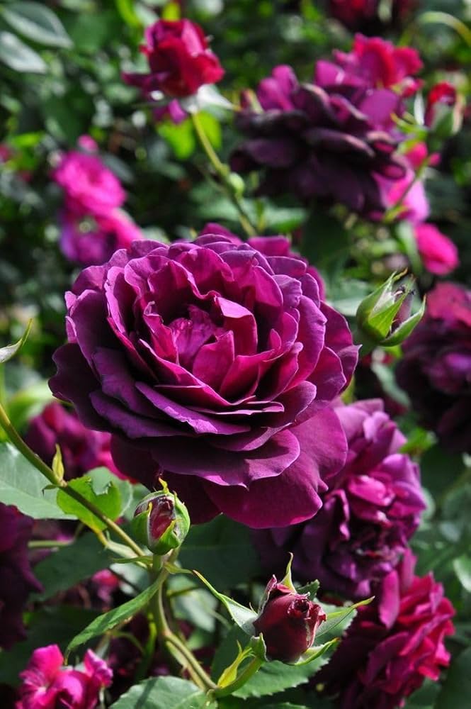 Dark violet rose blume samen for anpflanzung vibrant and fragrant blooms