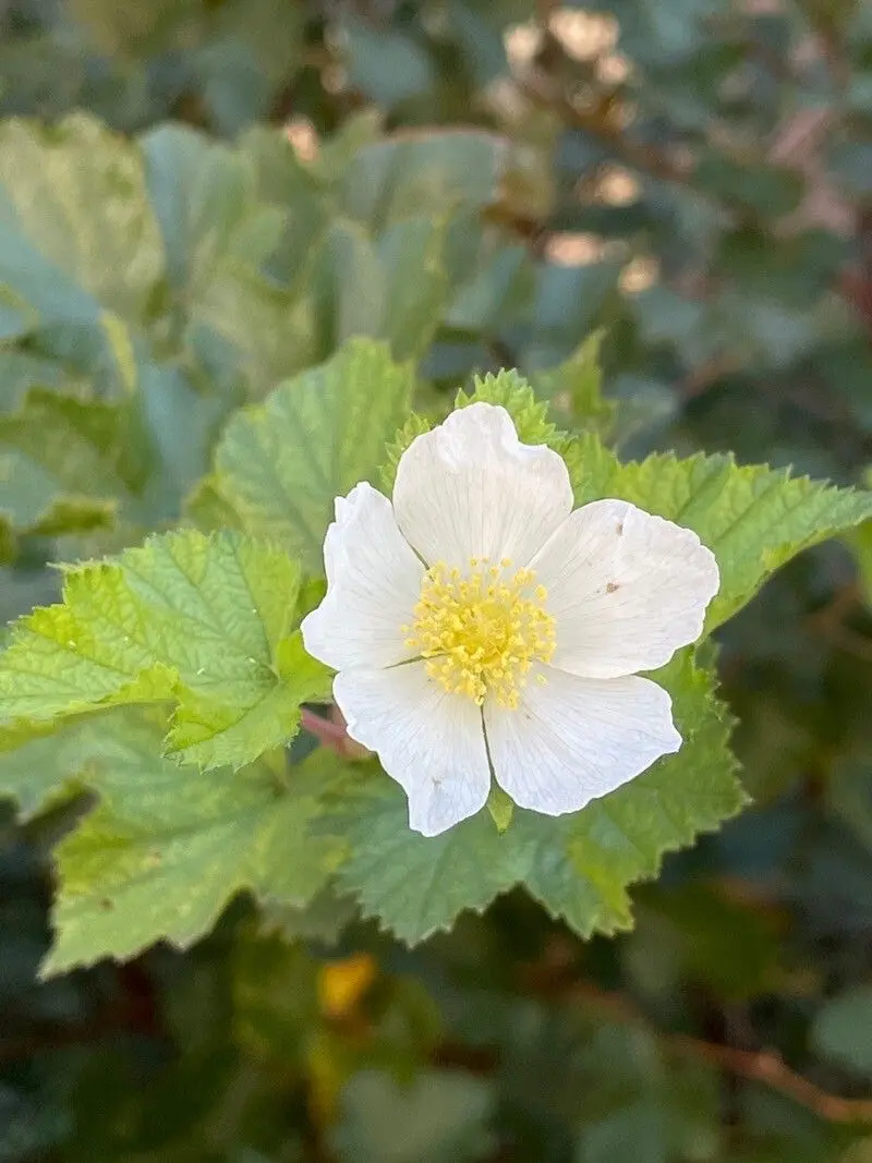 Rubus parviflorus shrub in garten