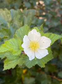 Rubus parviflorus shrub in garten