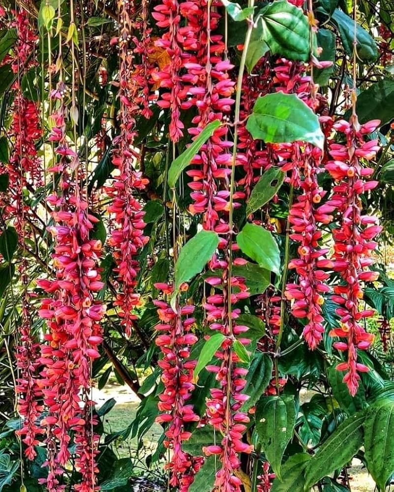 Cascading scarlet thunbergia coccinea blumen