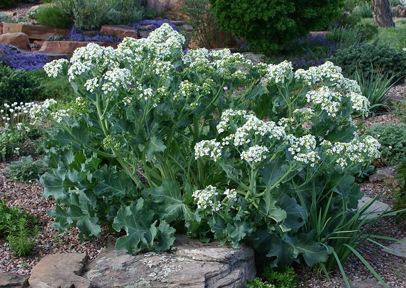 Garten seakale unique blooms samen