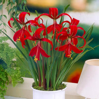 Garten sprekelia samen