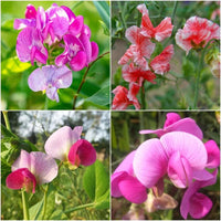 Sweet pea lila blumen in garten border