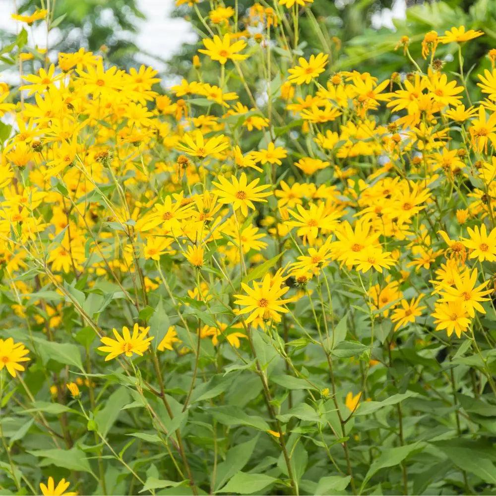 Topinambur blumen wachsend in garten
