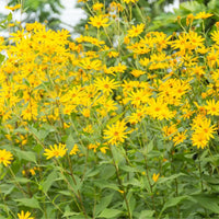 Topinambur blumen wachsend in garten