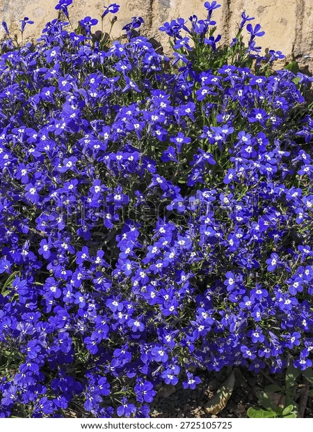 Erinus Blumensamen zur Aussaat – Wildblume Mischung – Traditionssorte & ohne Gentechnik Samen Hausgarten