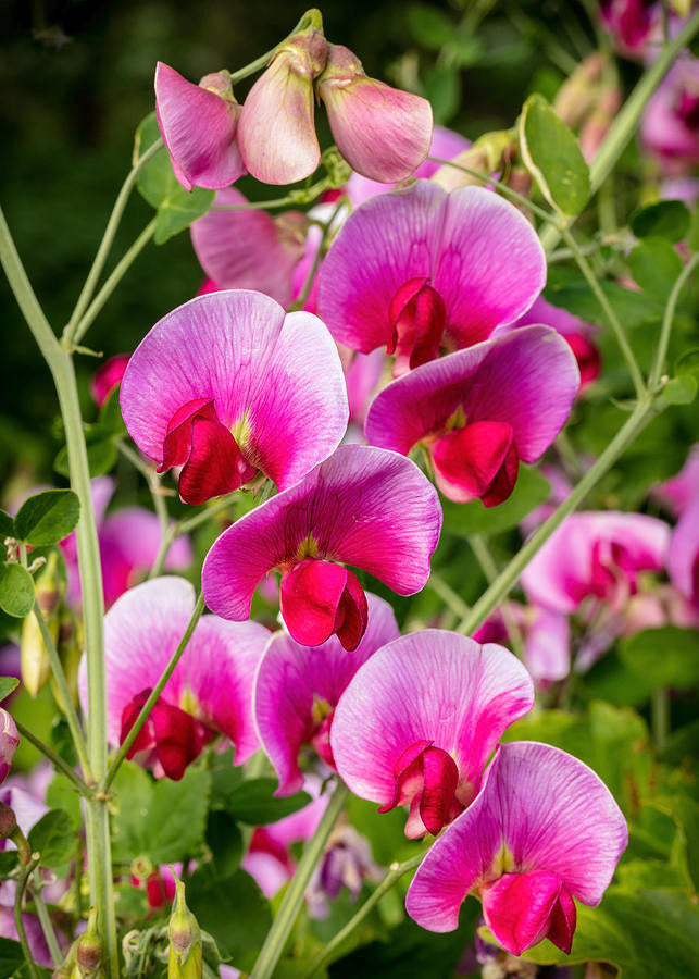 Sweet pea weiß & lila on garten trellis
