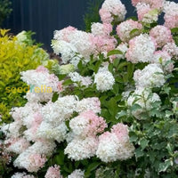 Garten vanilla hydrangea blume samen