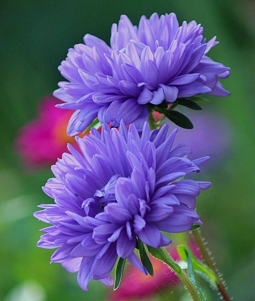 Garten violet aster blume samen