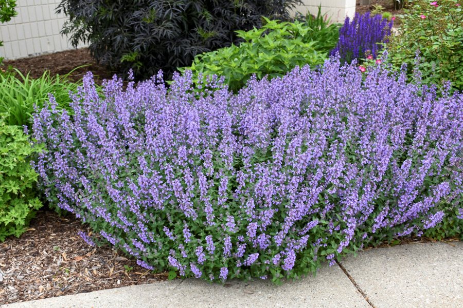 Garten violet catmint blume samen