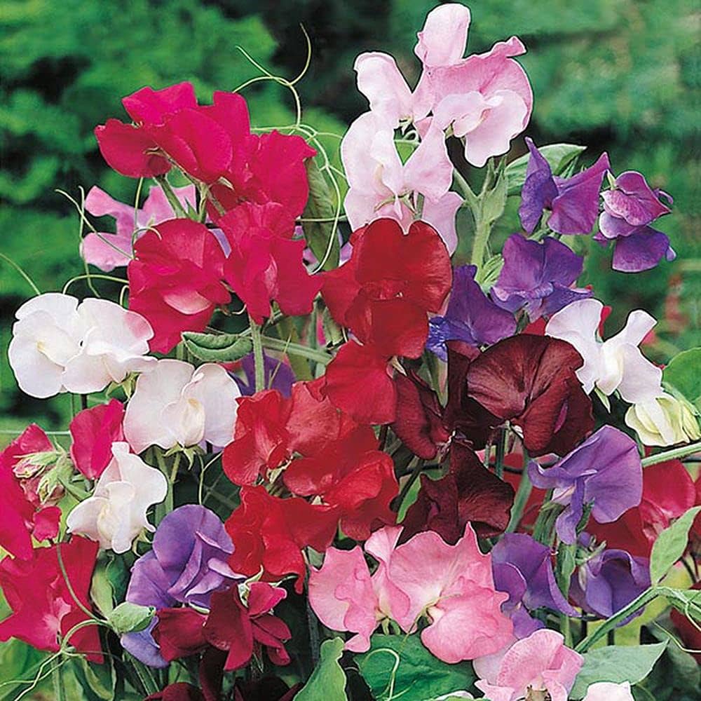 Violet sweet pea vines wachsend along fence