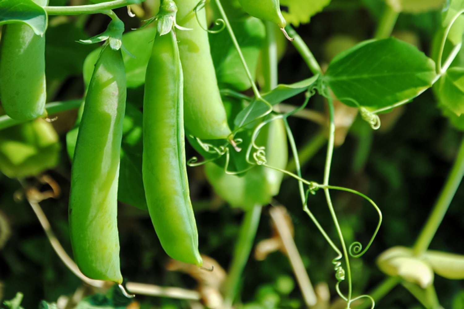 Peas Gemüsesamen für einfache Aussaat