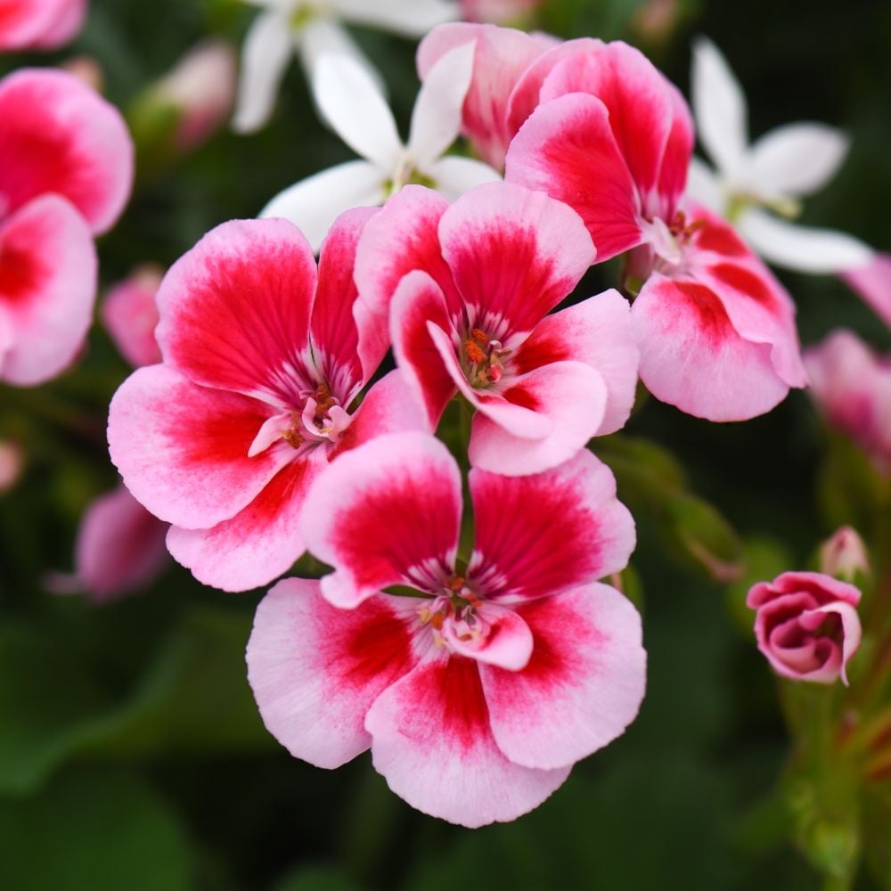 Weiß and rosa geranium blumen brightening garten borders
