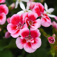 Weiß and rosa geranium blumen brightening garten borders