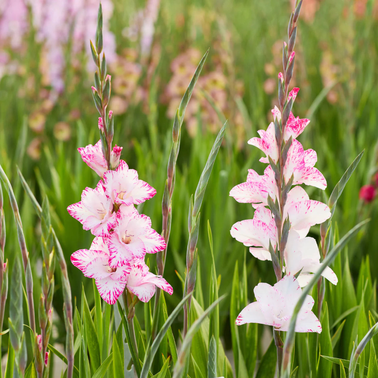 Weiß rosa gladiolus blumen in garten beds