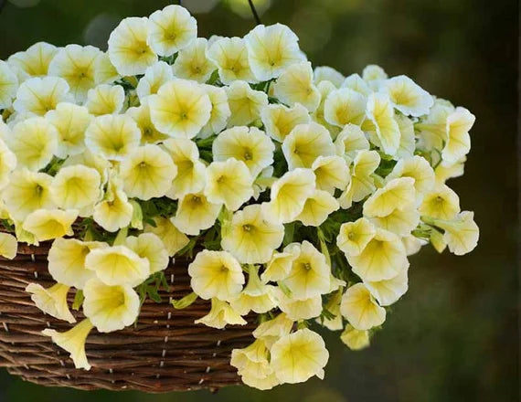 Weiß and gelb petunia pflanzen in garten beds