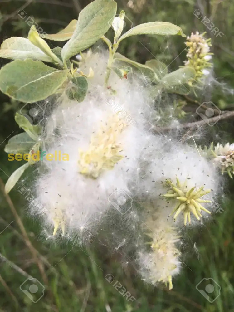 Garten willow tree wachsend samen