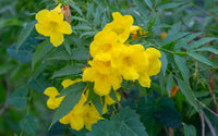 Garten gelb balsamine blume samen