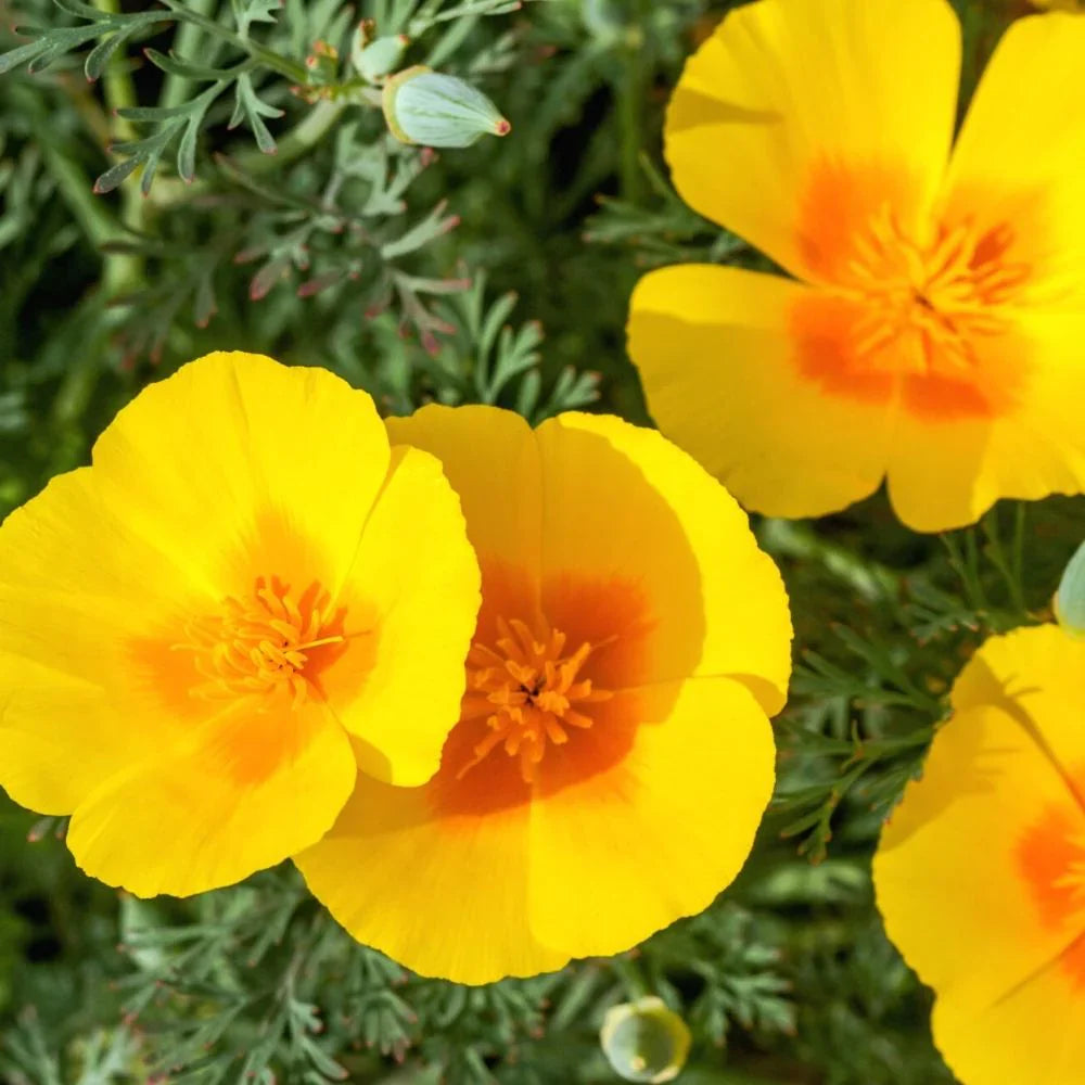 Garten gelb eschscholzia blume samen