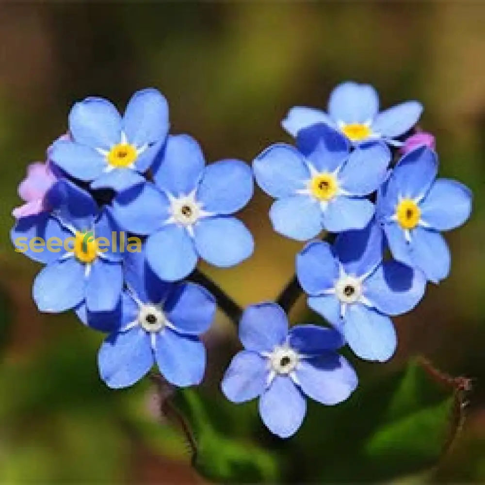 Gardening alpine blau blume samen