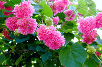 Dombeya Rosa Blumensamen zur Aussaat – leuchtend Blüten für Ihren Garten