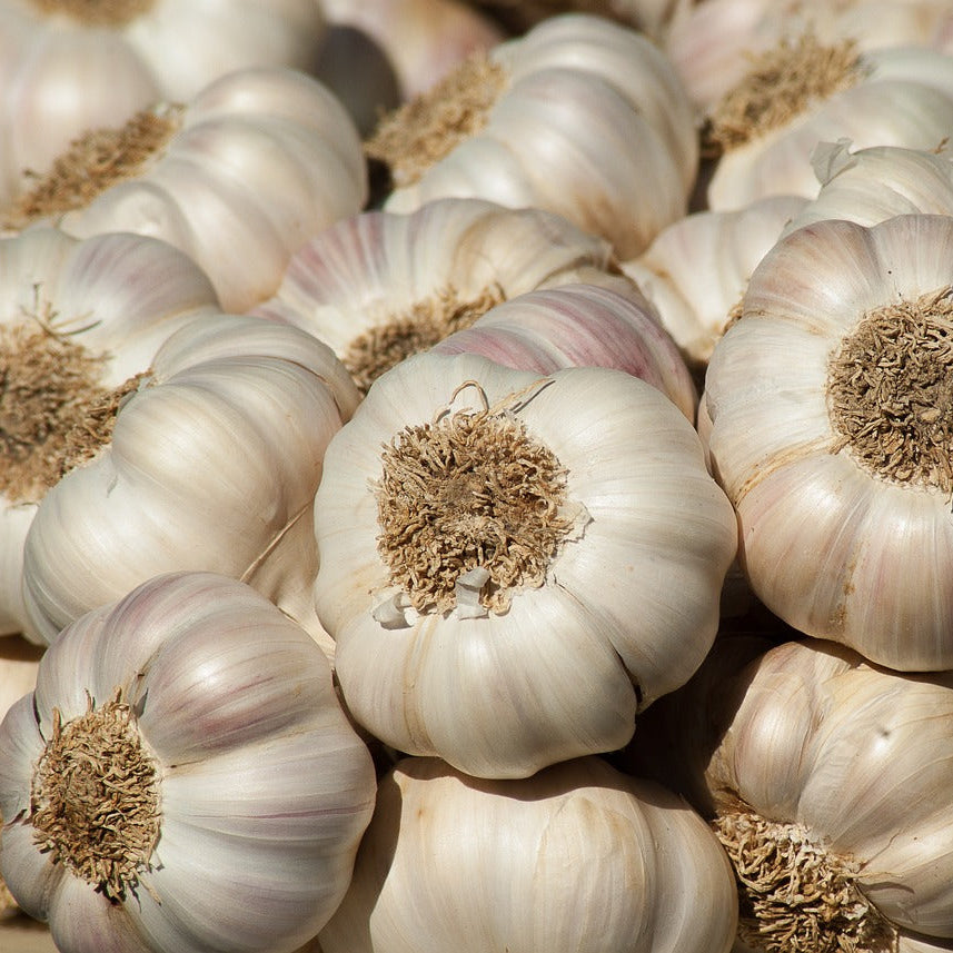 Gemüse knoblauch samen für aussaat - premium flavorful bulbs home gardening and culinary use