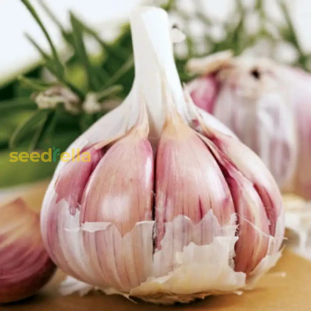 Garlic Vegetable Samen For Aussaat: Add Exotic Charm To Your Garten Kraut