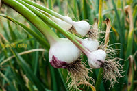 Garlic Vegetable Samen For Aussaat: Add Exotic Charm To Your Garten Kraut