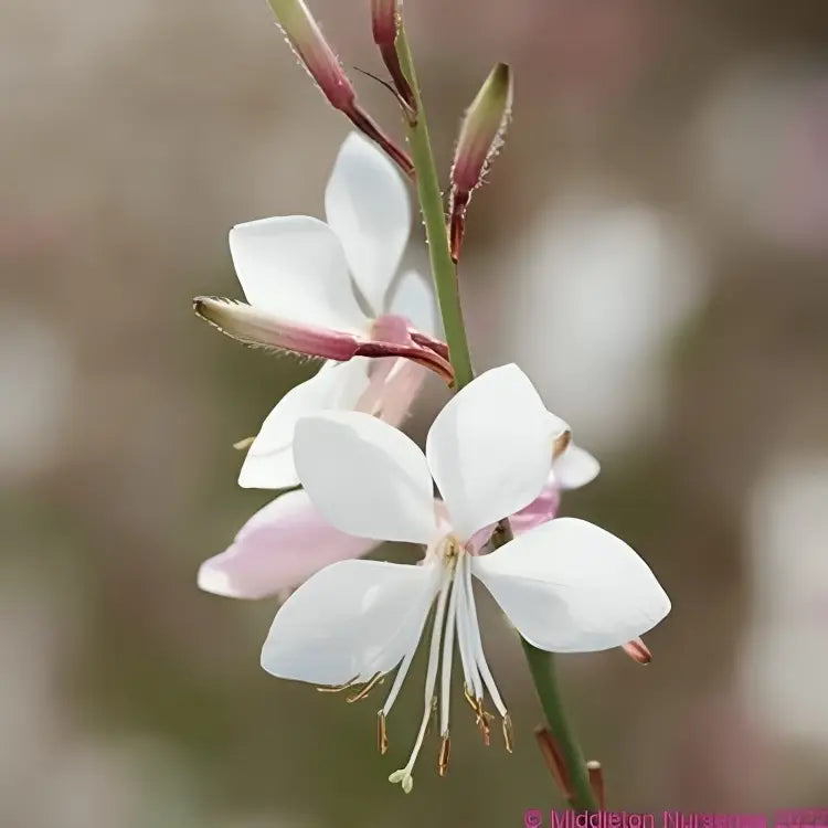Gaura pflanzen enhancing garten borders