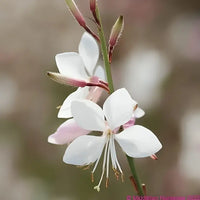 Gaura pflanzen enhancing garten borders