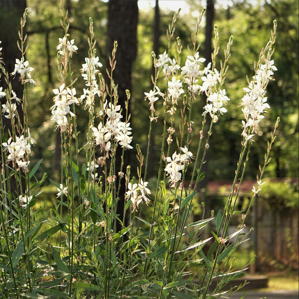 Close-up of weiß gaura lindheimer blumen