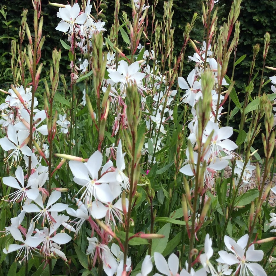 Gaura Whirling Mariposas Blumensamen – Blumensamen zur Aussaat – robust Sorte – Traditionssorte & ohne Gentechnik Samen Hausgarten