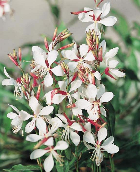 Rosa Gaura Blumensamen zur Aussaat – Landhaus Garten wichtig – Traditionssorte & ohne Gentechnik Samen Hausgarten