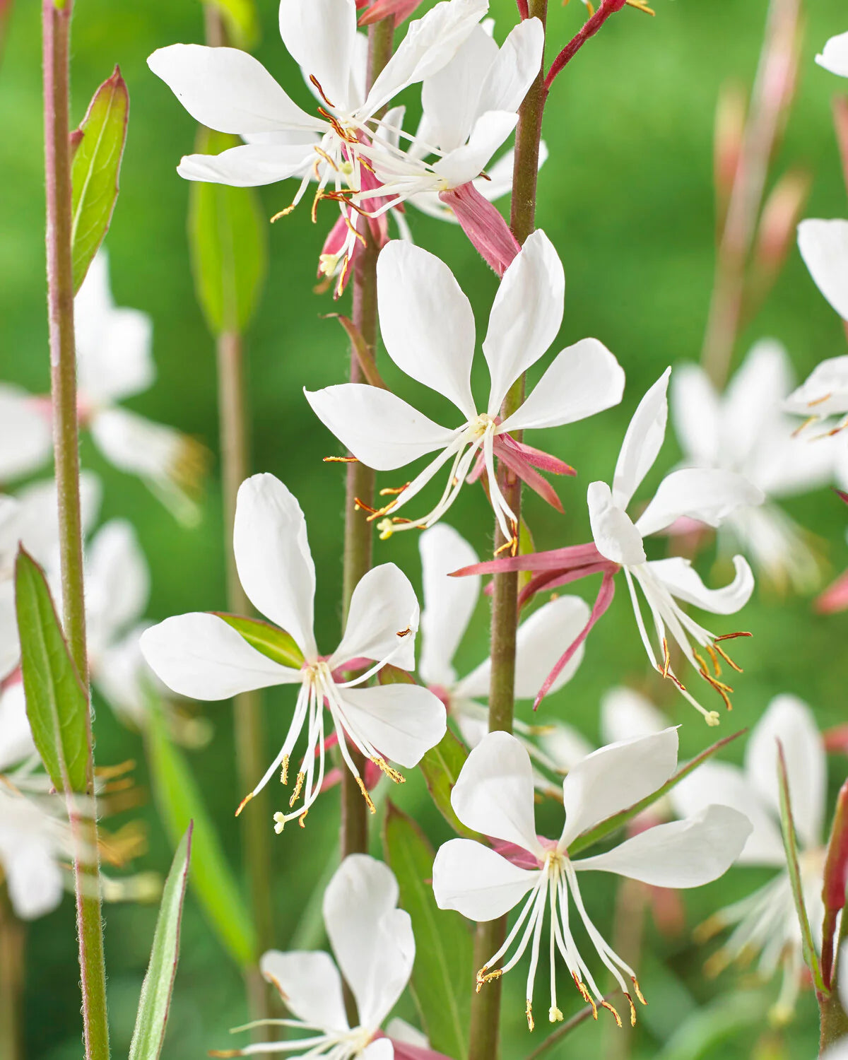 Lindheimeri Blumensamen zur Aussaat – Bestäuber freundlich – Traditionssorte & ohne Gentechnik Samen Hausgarten