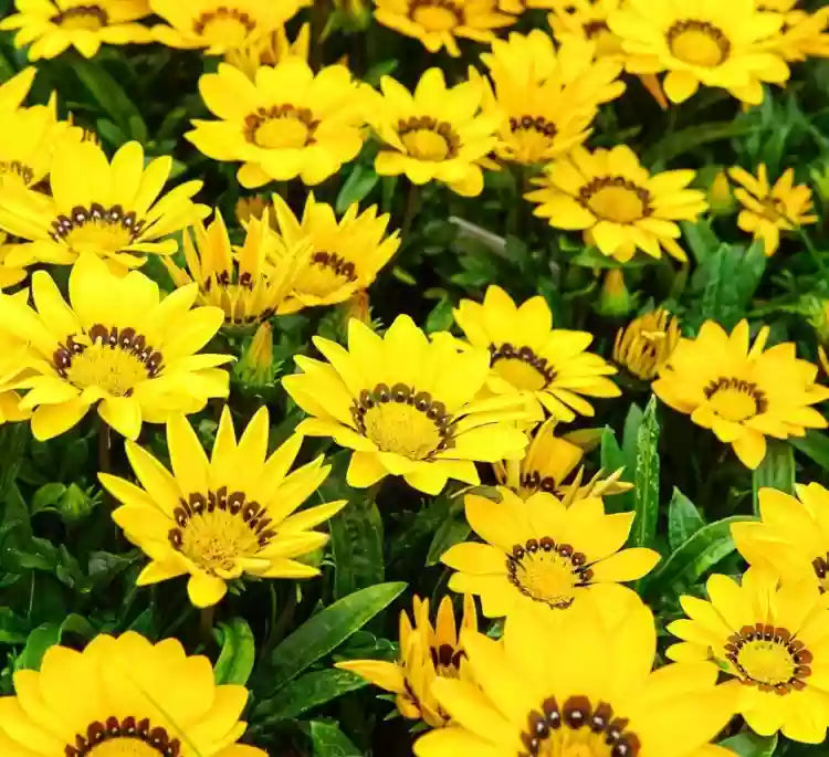 Gelb gazania used as border blumen