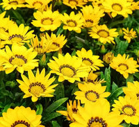 Gelb gazania used as border blumen